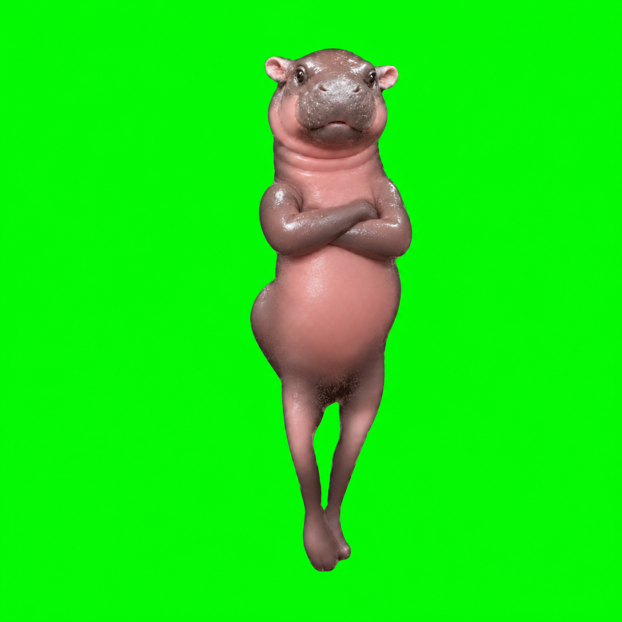 Confident hippo standing with crossed arms