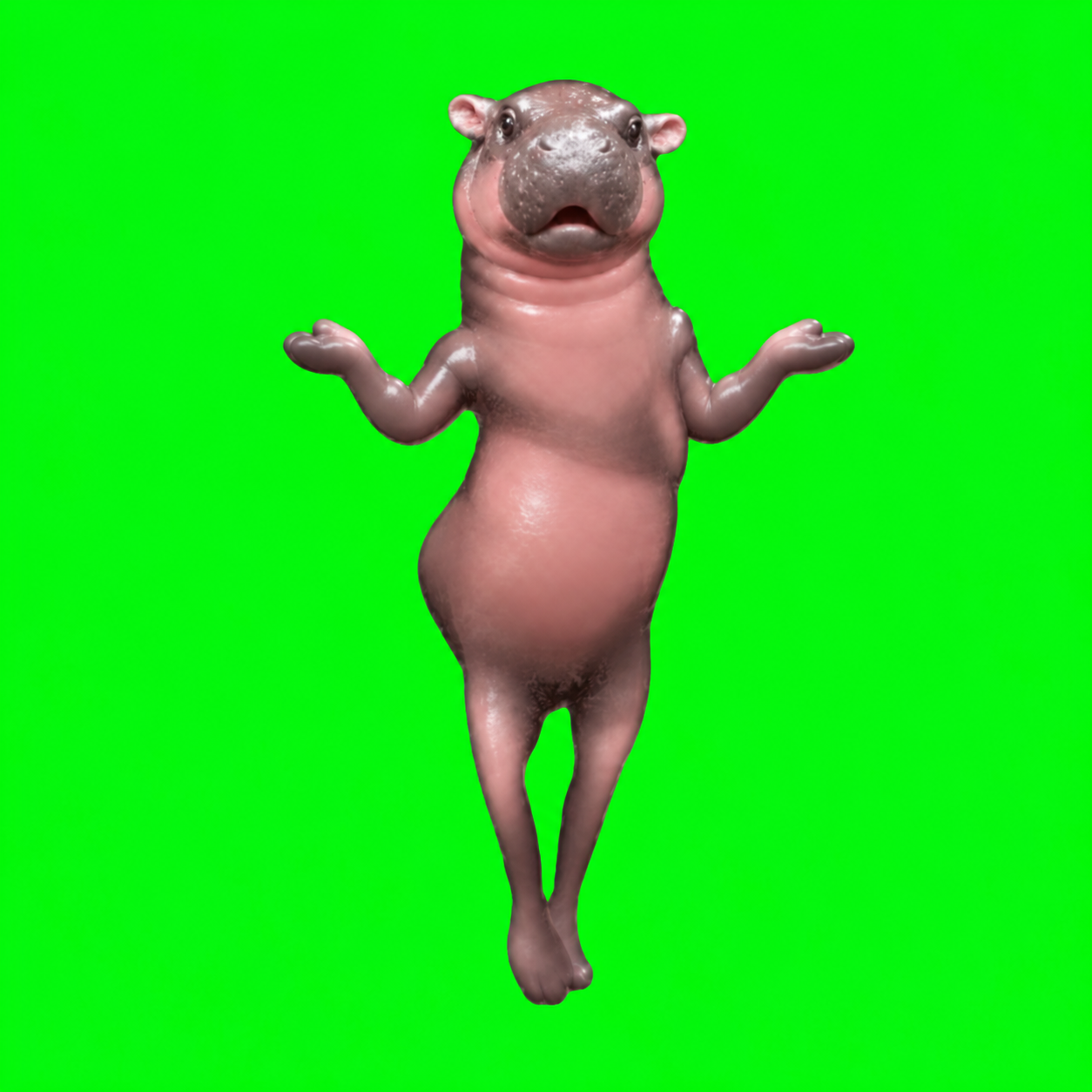 Hippo shrugging with open palms
